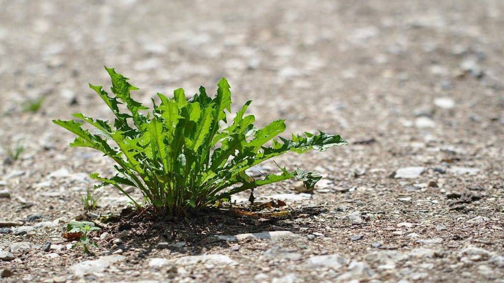 sequía|Arabidopsis thaliana